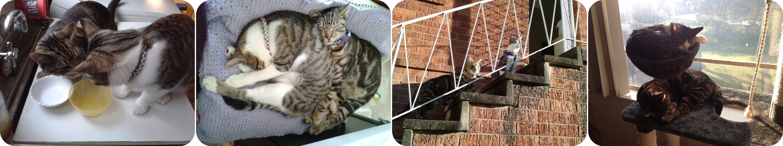 marucoさんのホーム