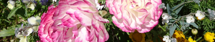 Smiley Catsさんのホーム