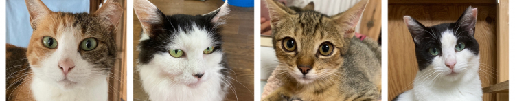 動物愛護団体うみねこさんのホーム