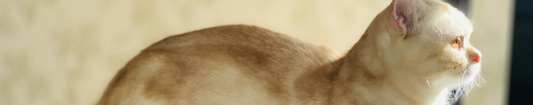 おかやま猫さくらさんのホーム