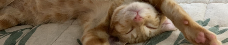 Hogoneko Farmさんのホーム