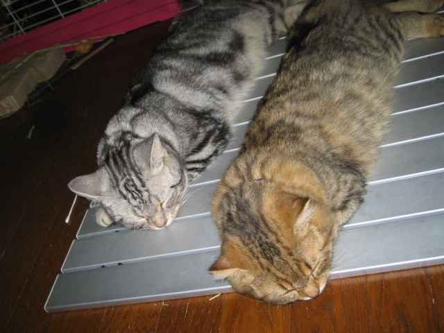 かいのにくきゅうさんのホーム