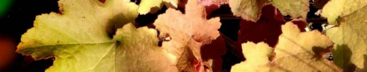 ぽむりさんのホーム