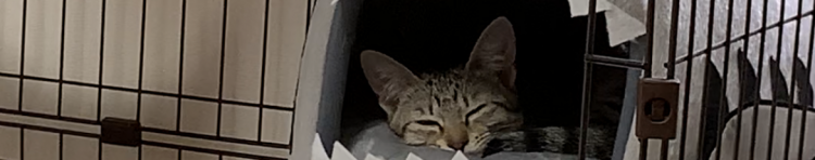 くっきさんのホーム