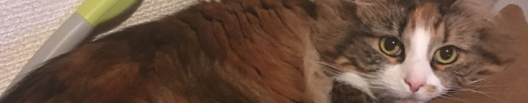 ラテ子さんのホーム