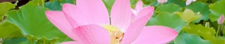 んにゃんさんのホーム