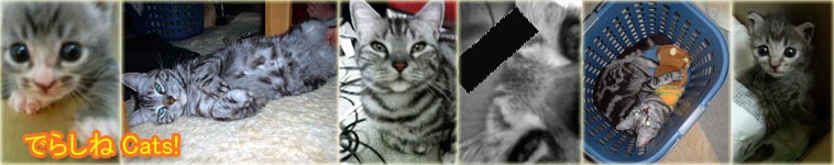 デラシ猫さんのホーム