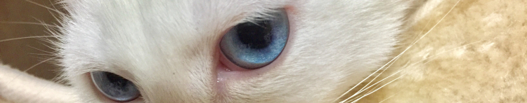 リョウワさんのホーム