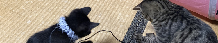 まえとらさんのホーム