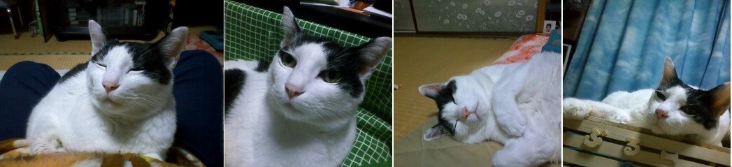 skip♪lan♪lan♪さんのホーム