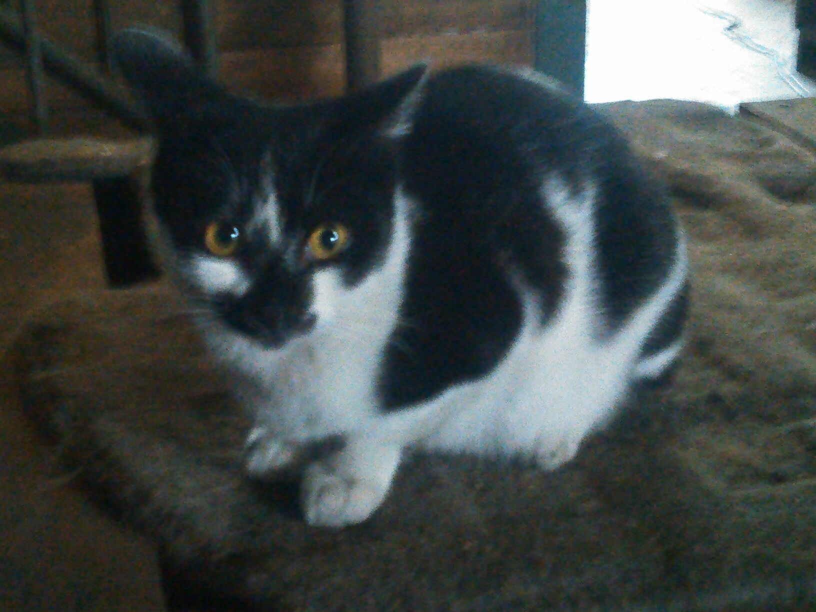 ６５あくびちゃんさんのホーム