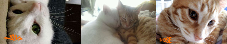 みゆなさんのホーム