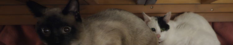 ゴーフルさんのホーム