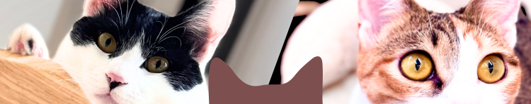 非接触型保護猫カフェLinkさんのホーム