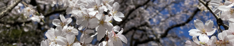 あゆみりうむさんのホーム