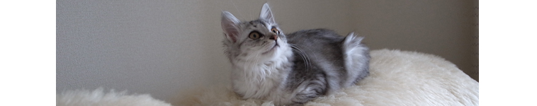 ユキシヴァさんのホーム