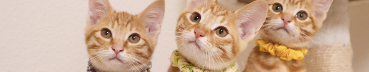 Stella1028さんのホーム