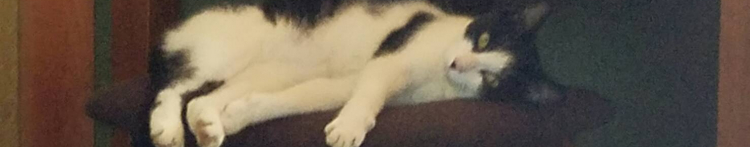 白いパンダさんのホーム