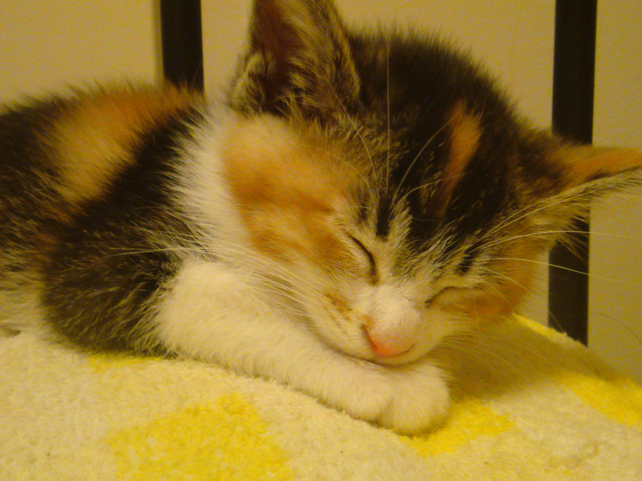 リン・ティさんのホーム