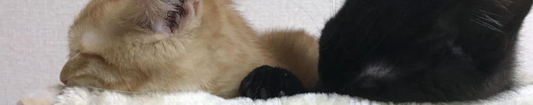 こびこびさんのホーム
