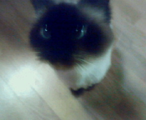 ムゥカさんのホーム