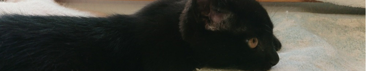 岡山動物愛護会さんのホーム