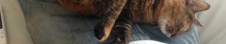 猫と言う概念さんのホーム