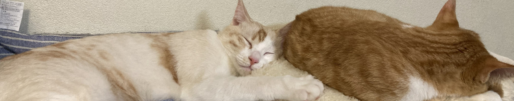 小屋猫さんのホーム