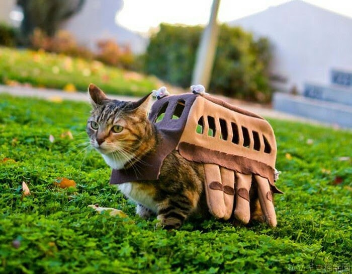 ちゃむーさんのホーム