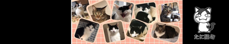 たに猫団さんのホーム