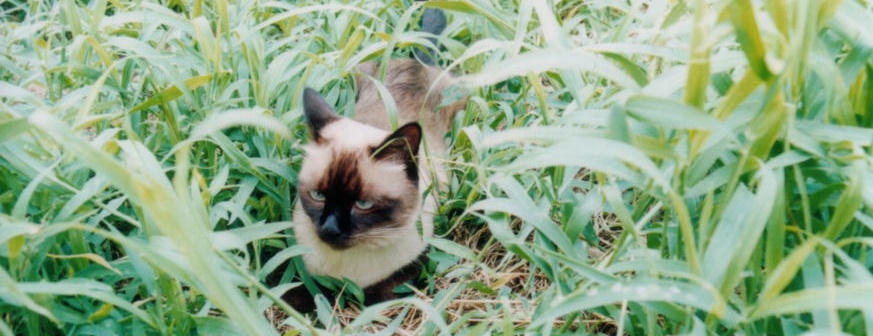 bosbonさんのホーム