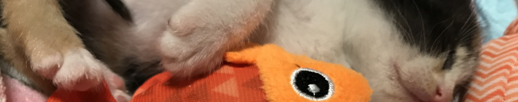 みけ713さんのホーム