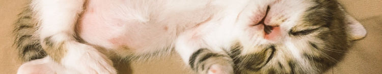 ゆめめろさんのホーム