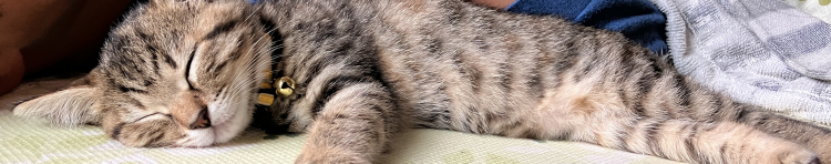 にゃんさんまんさんのホーム