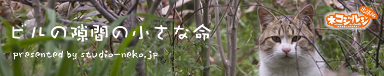 studio-nekoさんのホーム