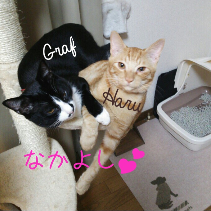 HARU&GRAFさんのホーム