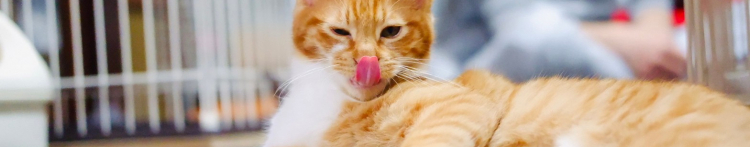 保護猫ハウスもなねこさんのホーム