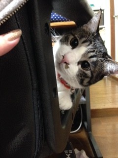 BOBmamaさんのホーム
