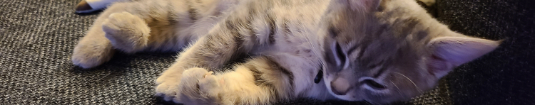 熊本猫歩きさんのホーム