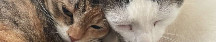 コハルの日記さんのホーム