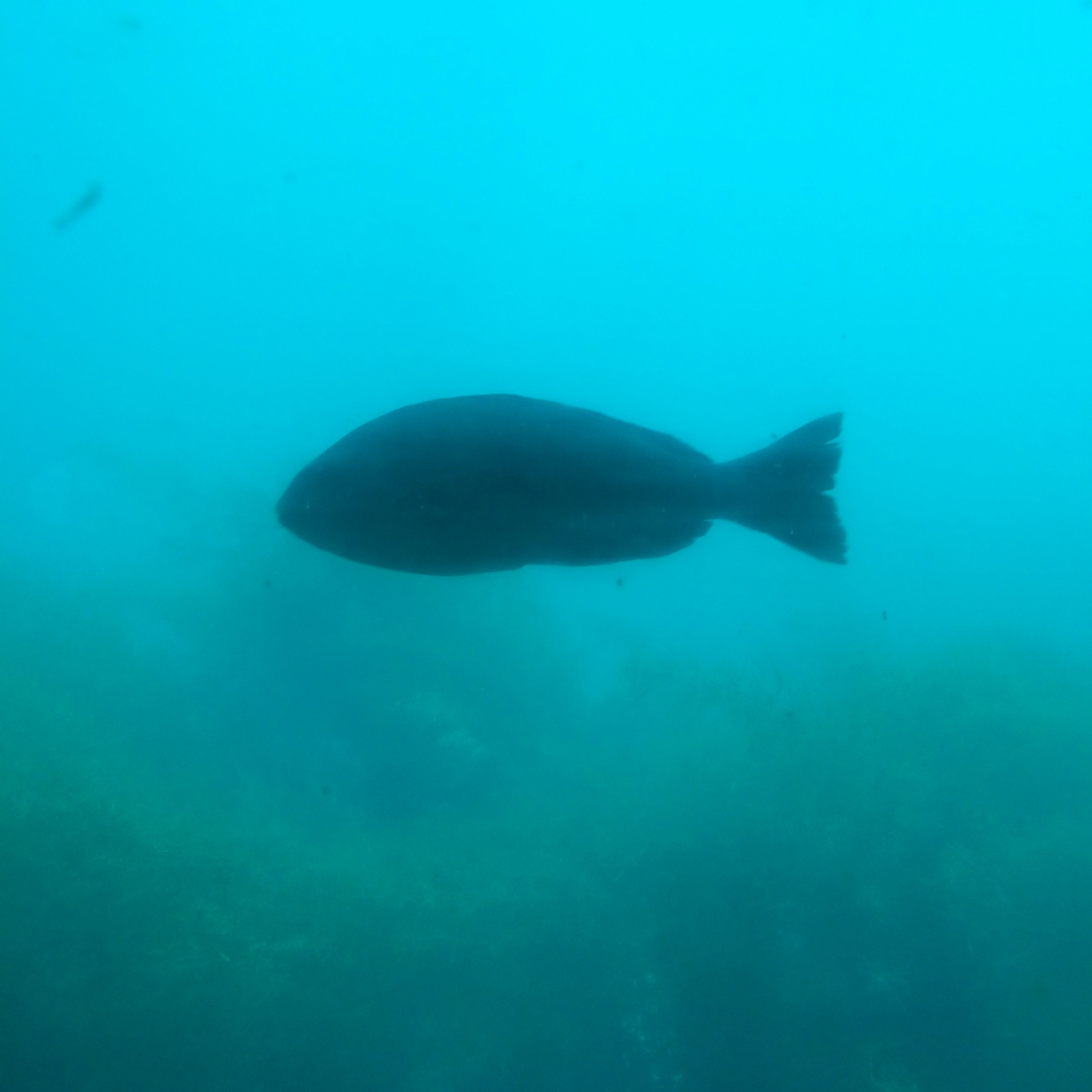 チボさんのホーム