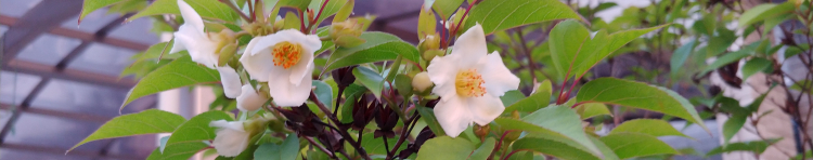 sakichocoさんのホーム