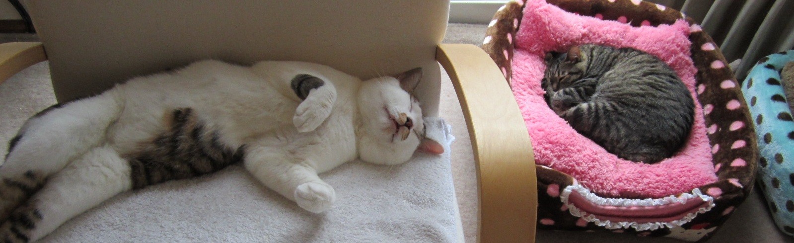 kyuuさんのホーム