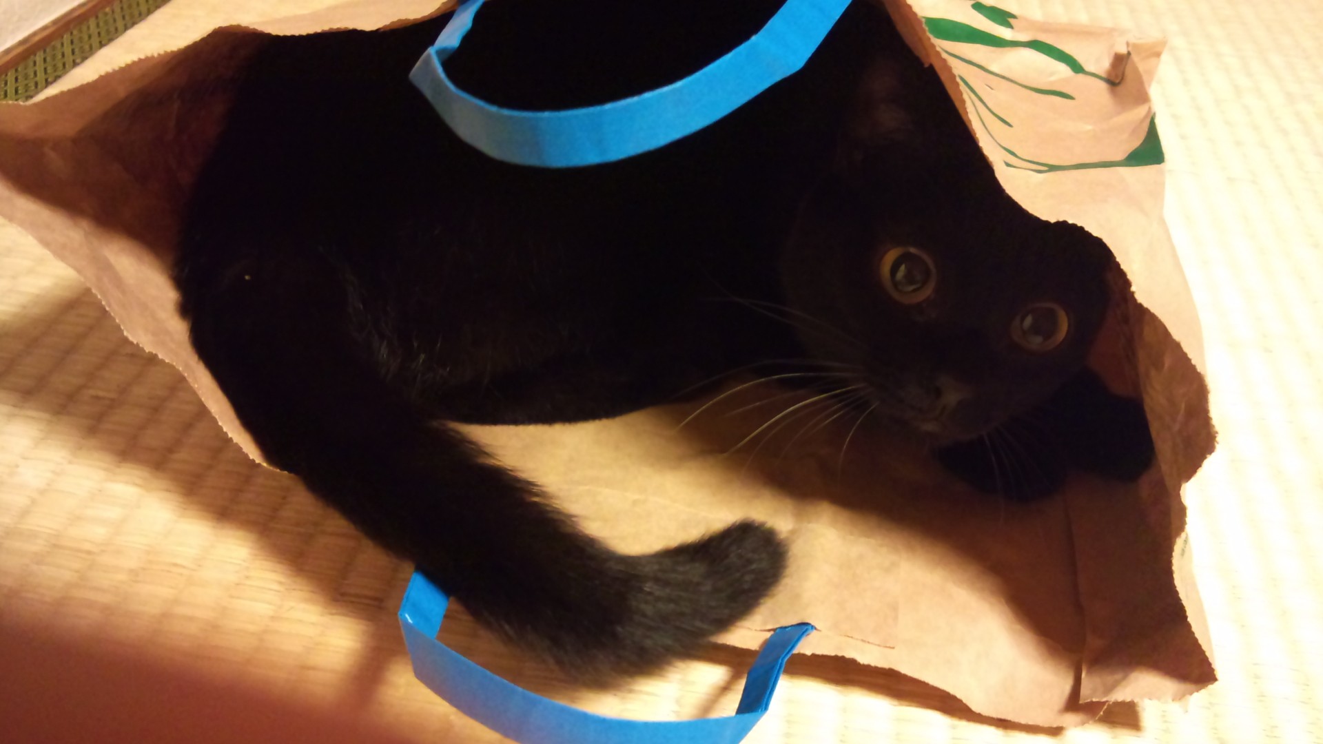 ミカッチさんのホーム