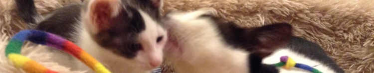 ねこのすみかさんのホーム