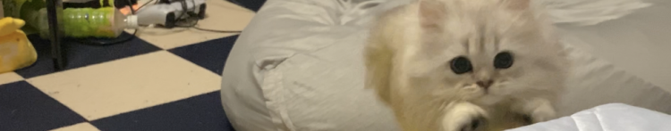 ミジュさんのホーム