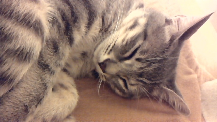 ルシコさんのホーム