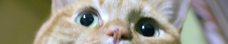 虎月さんのホーム