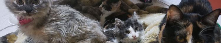 女狐ペルーさんのホーム