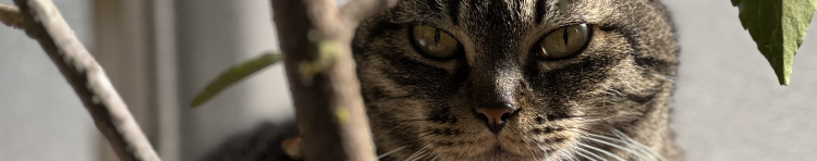 寝々子さんのホーム